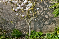 Blossom